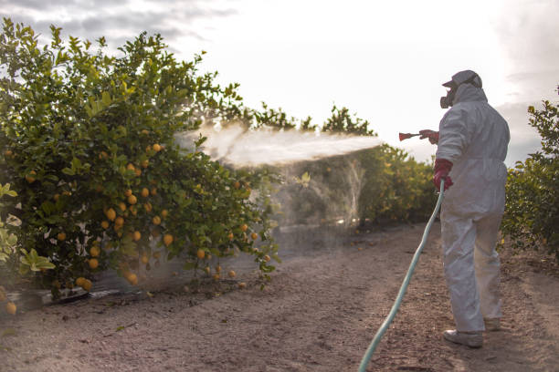 Best Pest Control Near Me  in Buckhead Ridge, FL