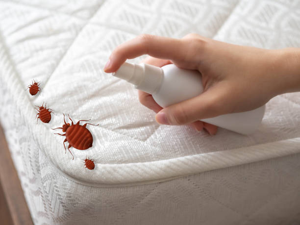 Best Spider Control Near Me  in Buckhead Ridge, FL