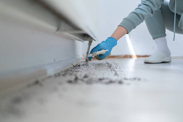 Best Pest Removal Services  in Buckhead Ridge, FL